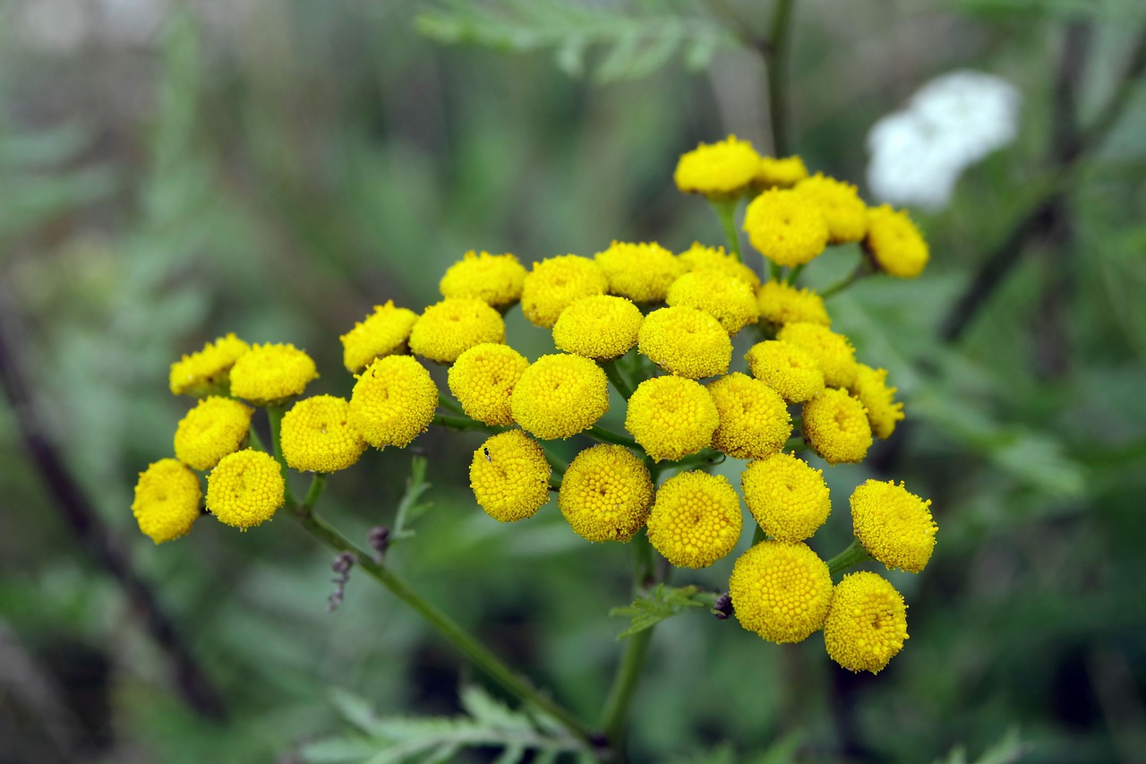 tansy yellow flowers herb free photo