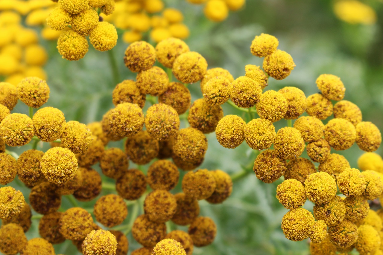 tansy fern flower free photo