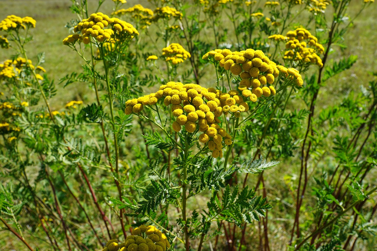 tansy flower yellow free photo