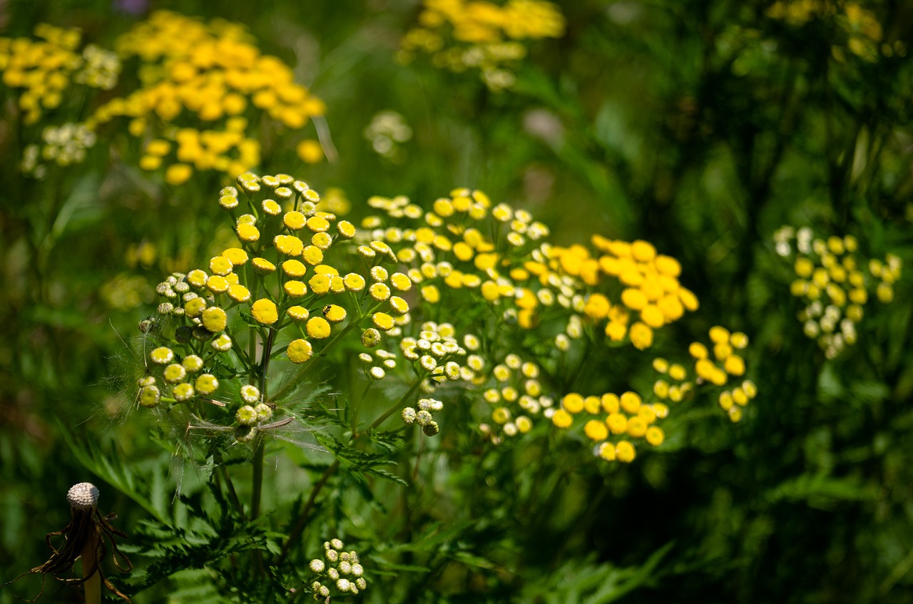 tansy flower yellow free photo