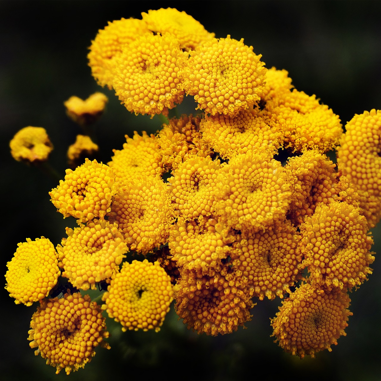 tansy flowers heilpfanze free photo