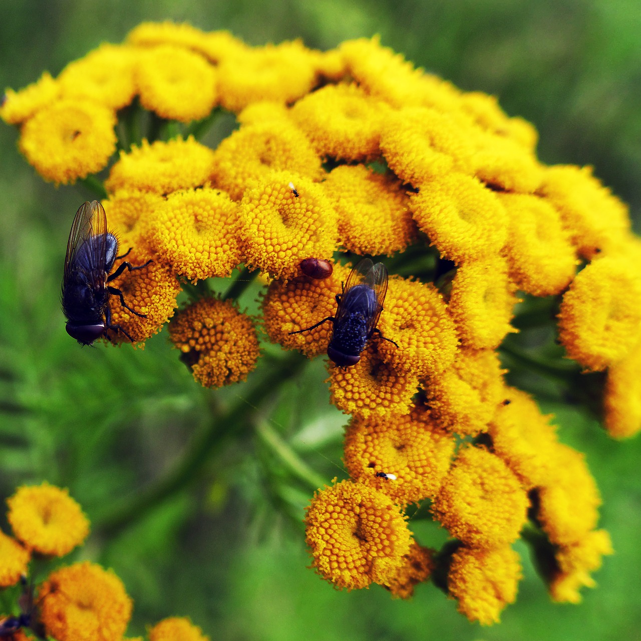 tansy flowers fly free photo