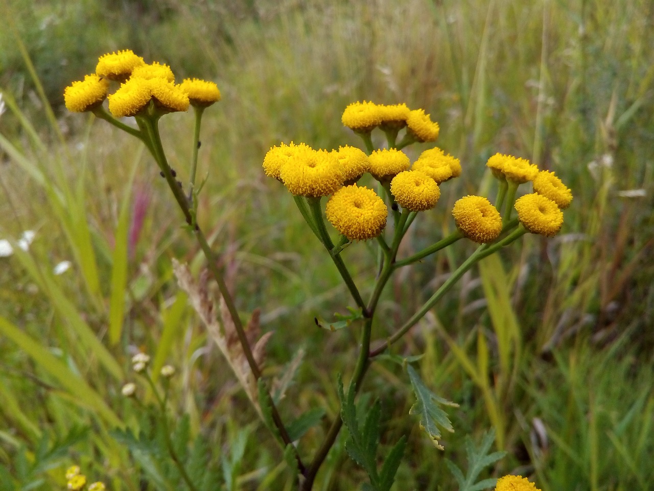tansy meadow flowers summer free photo