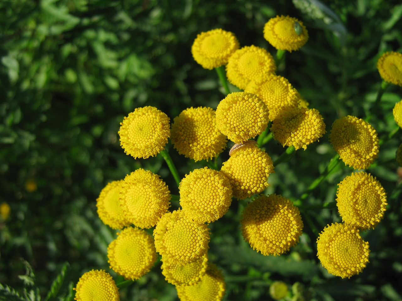 tansy  flowers  nature free photo