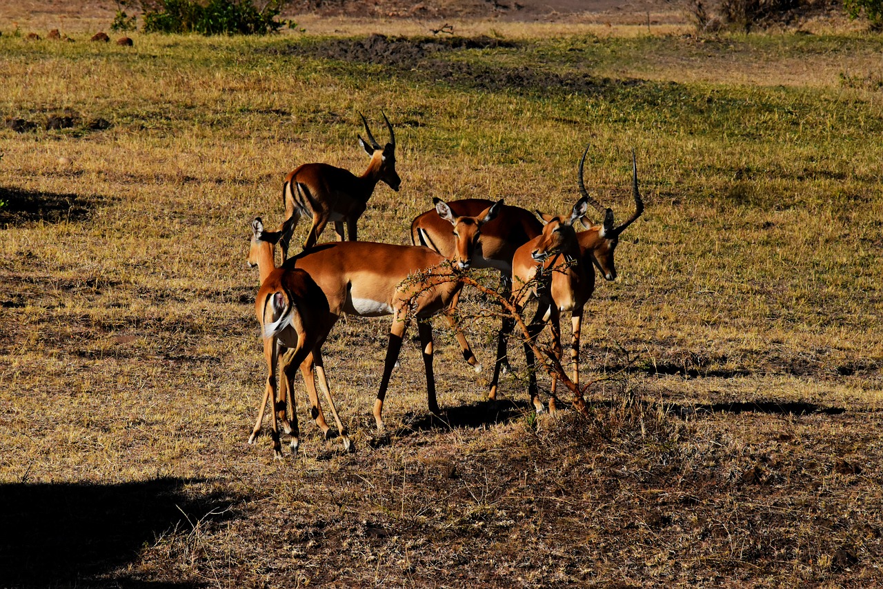 tanzania africa wildife free photo