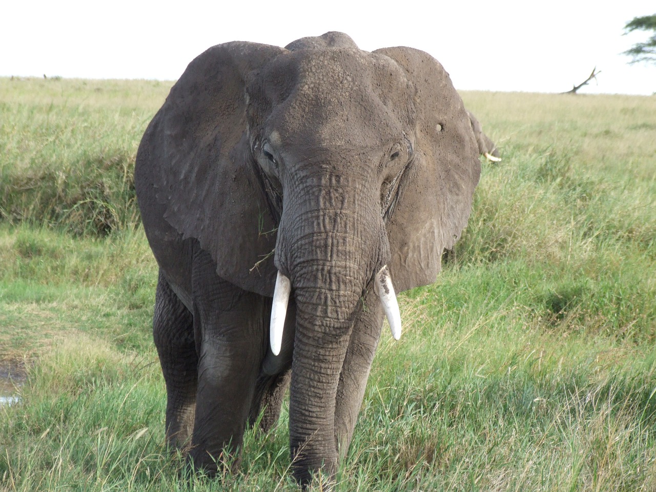 tanzania elephant africa free photo