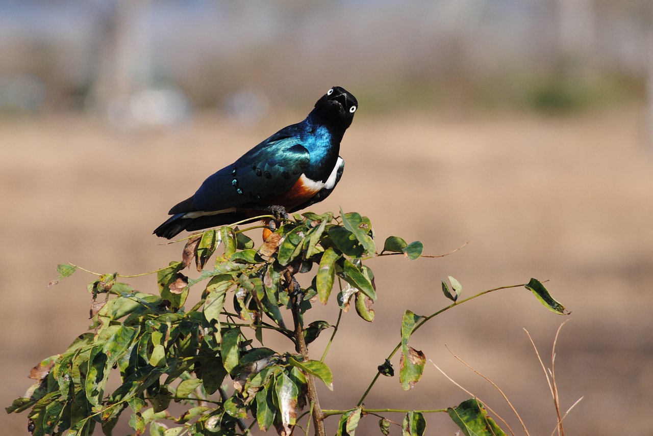 tanzania africa safari free photo