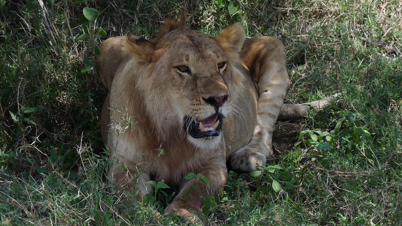 tanzania lion safari free photo