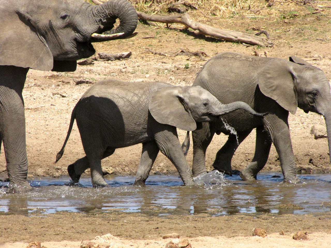 tanzania safari elephant free photo