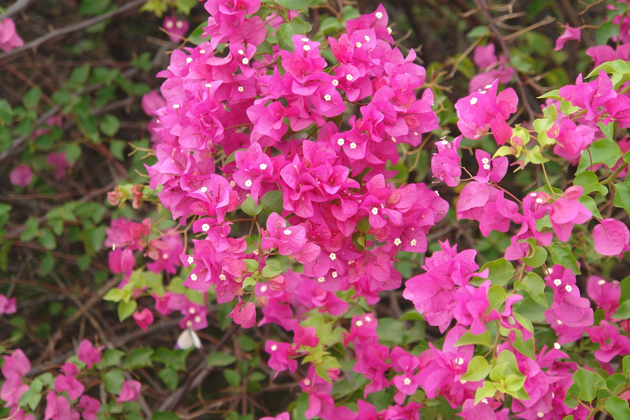 tanzania wild flowers botany free photo