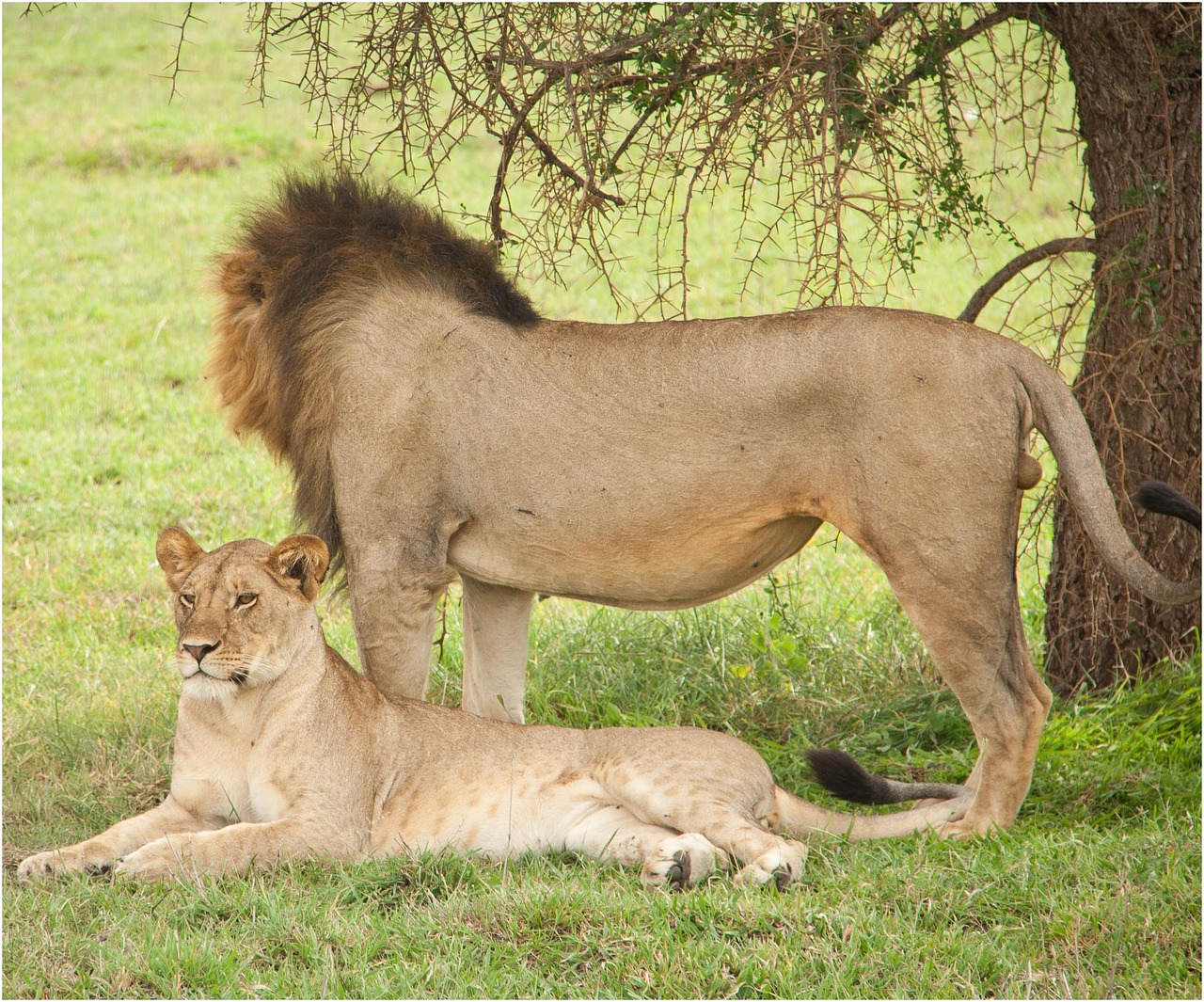 tanzania wildlife serengeti free photo
