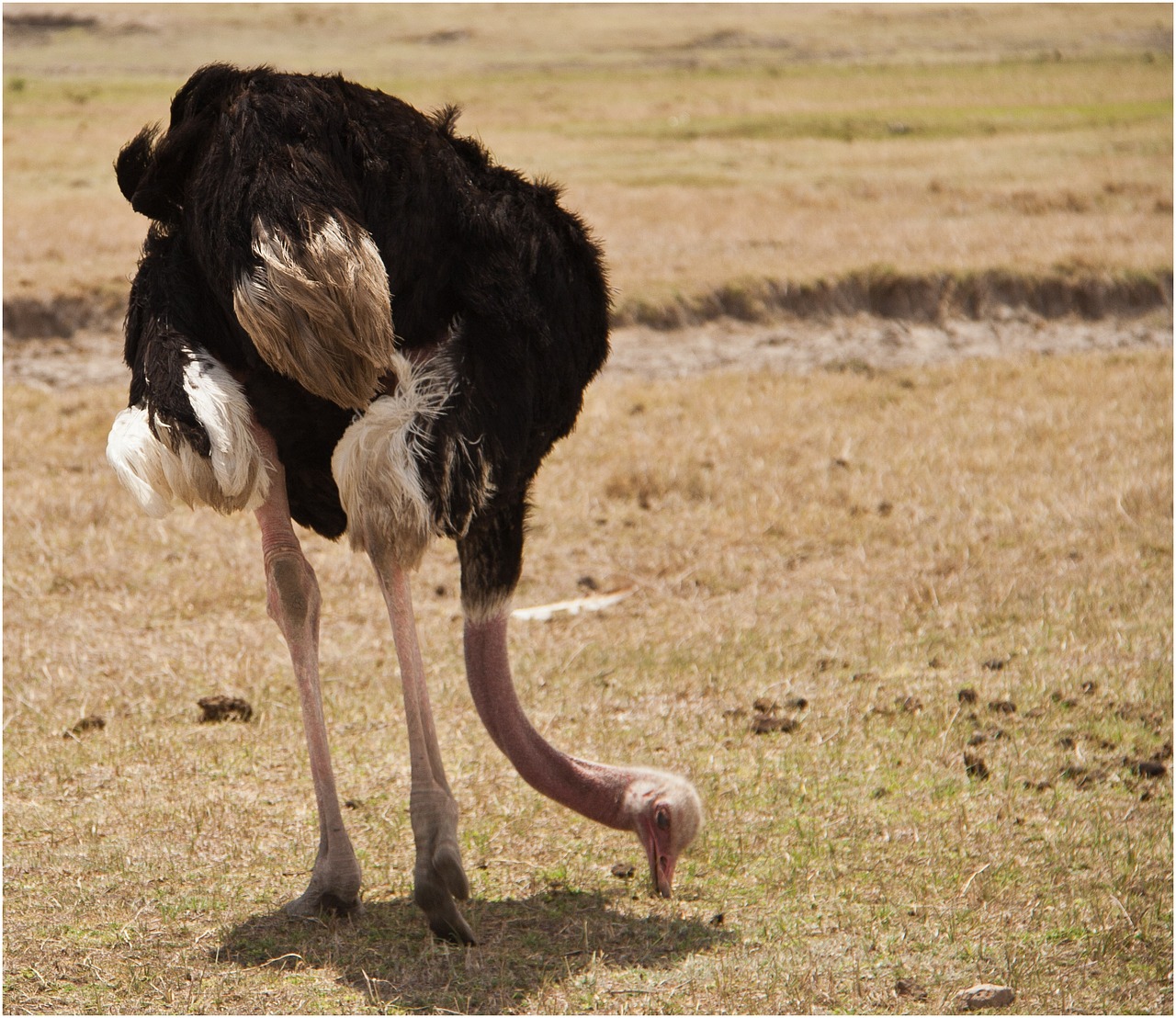 tanzania wildlife serengeti free photo