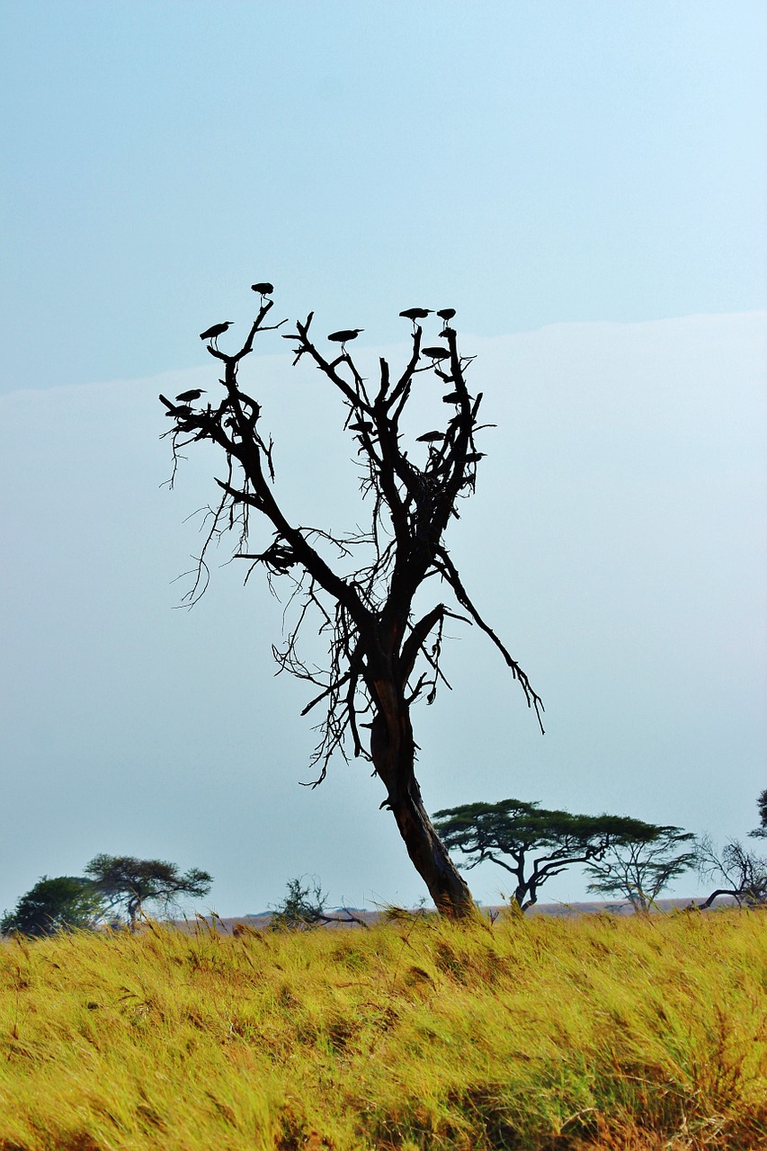 tanzania africa safari free photo