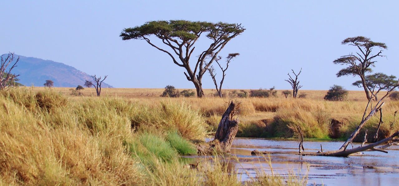 tanzania africa serengeti free photo