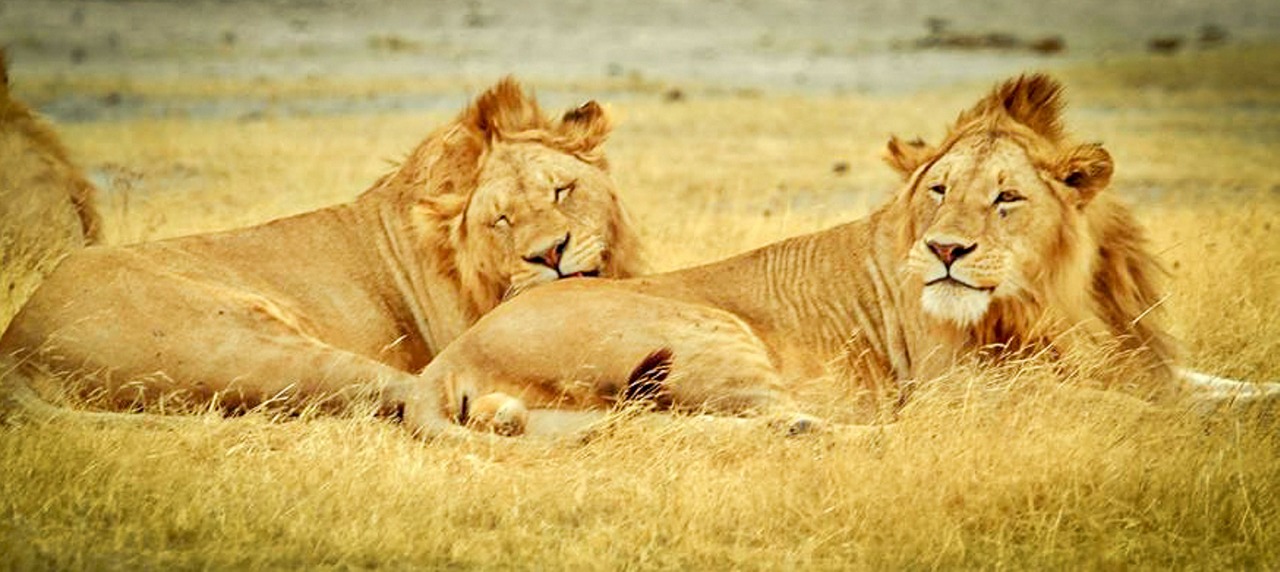 tanzania serengeti national park safari free photo