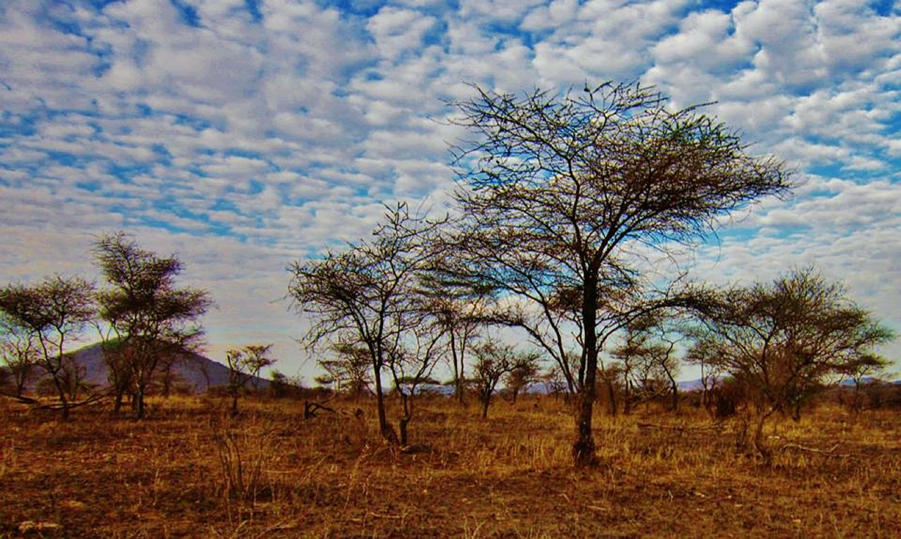 tanzania serengeti national park nature serengeti free photo