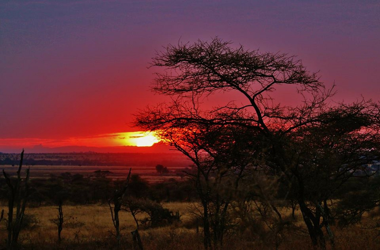 tanzania serengeti national park nature serengeti free photo