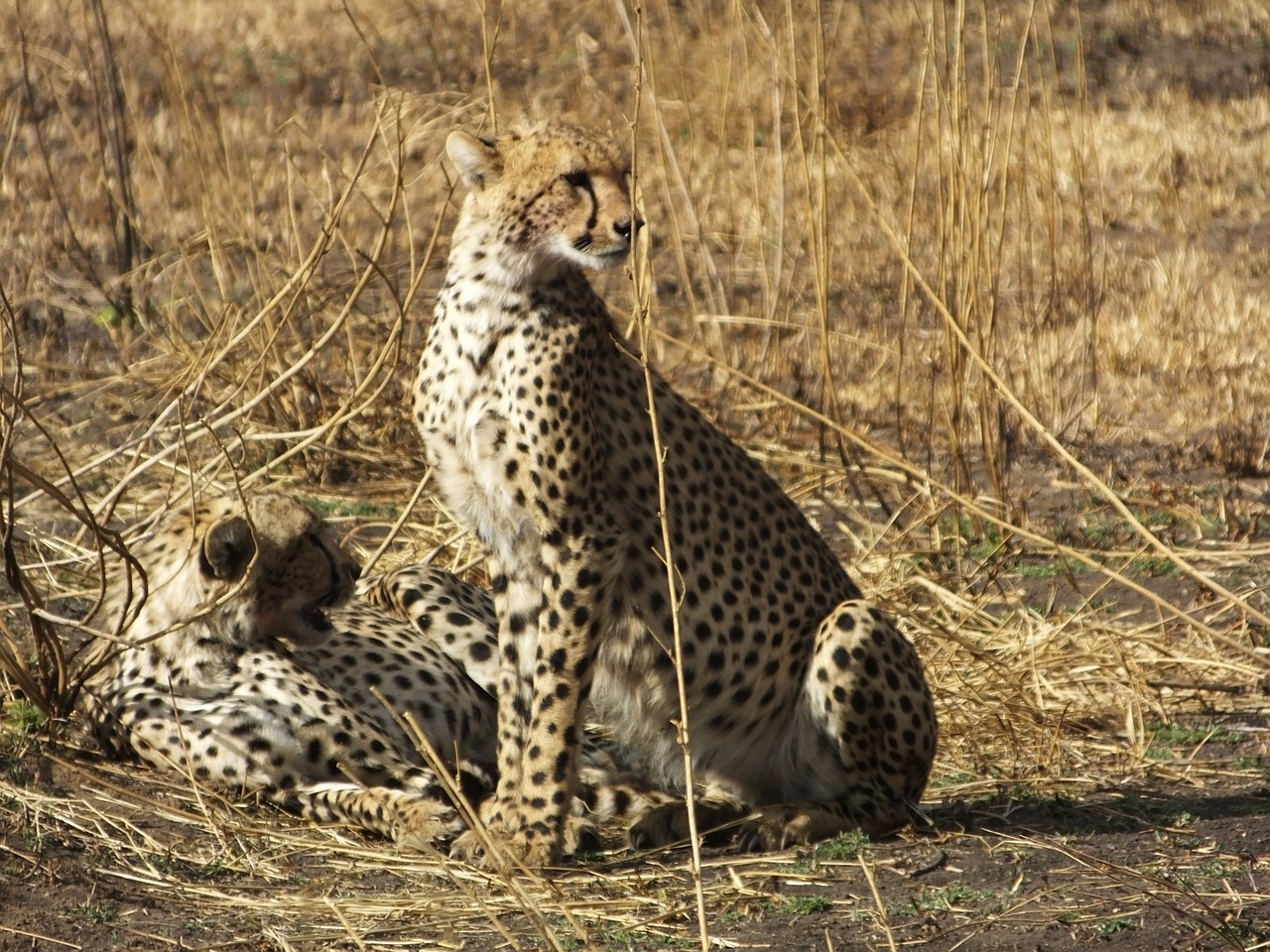 tanzania serengeti national park animal free photo