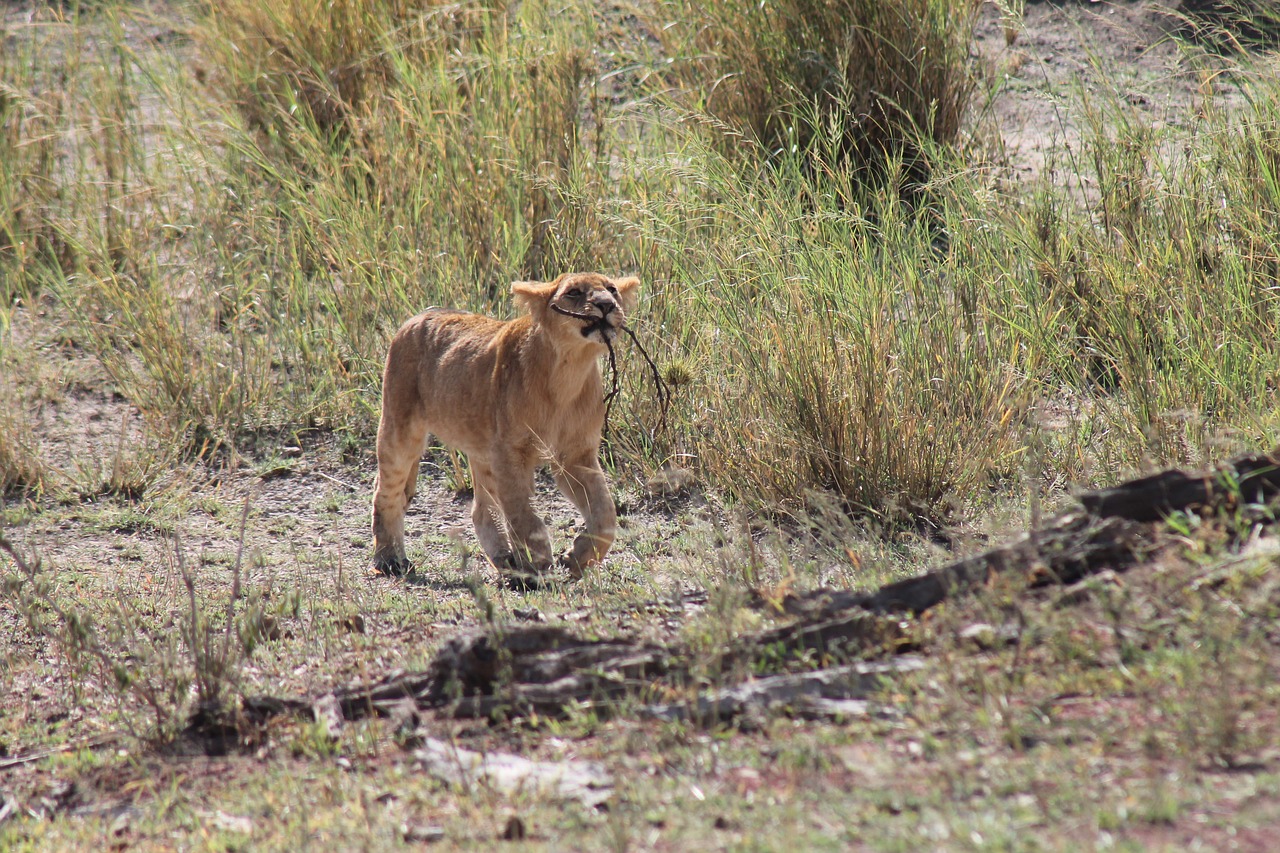 tanzania  lion  national park free photo