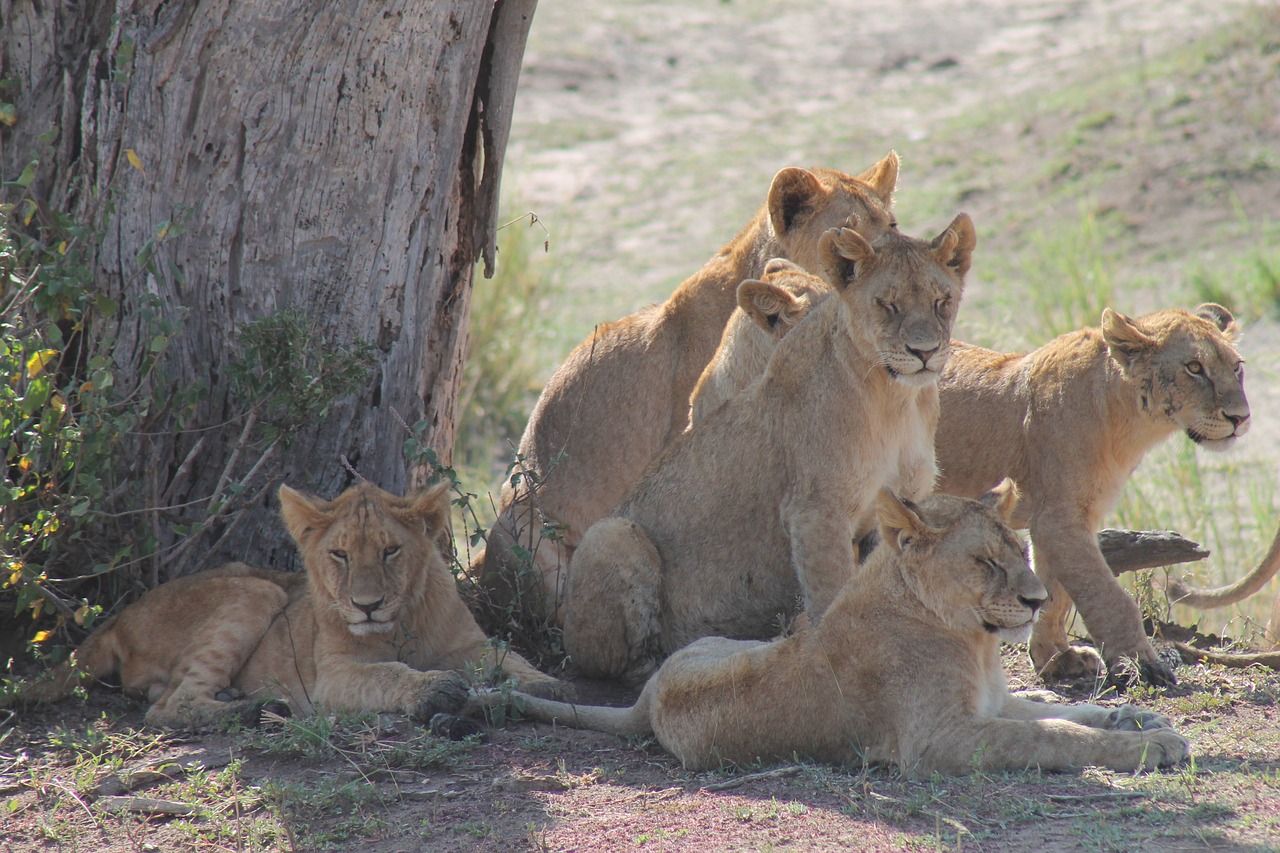 tanzania  pride of lions  savannah free photo