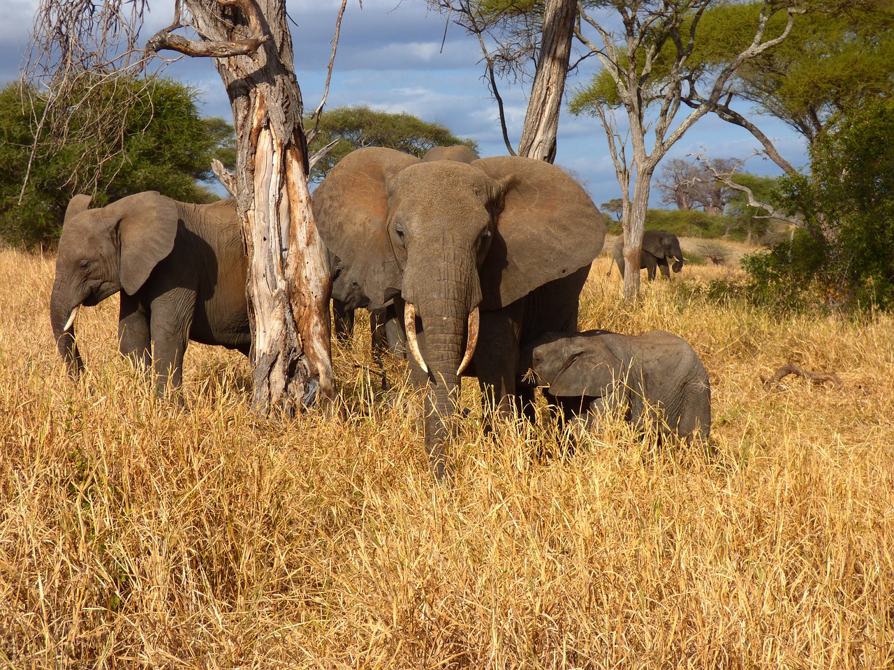 tanzania  elephant  safari free photo