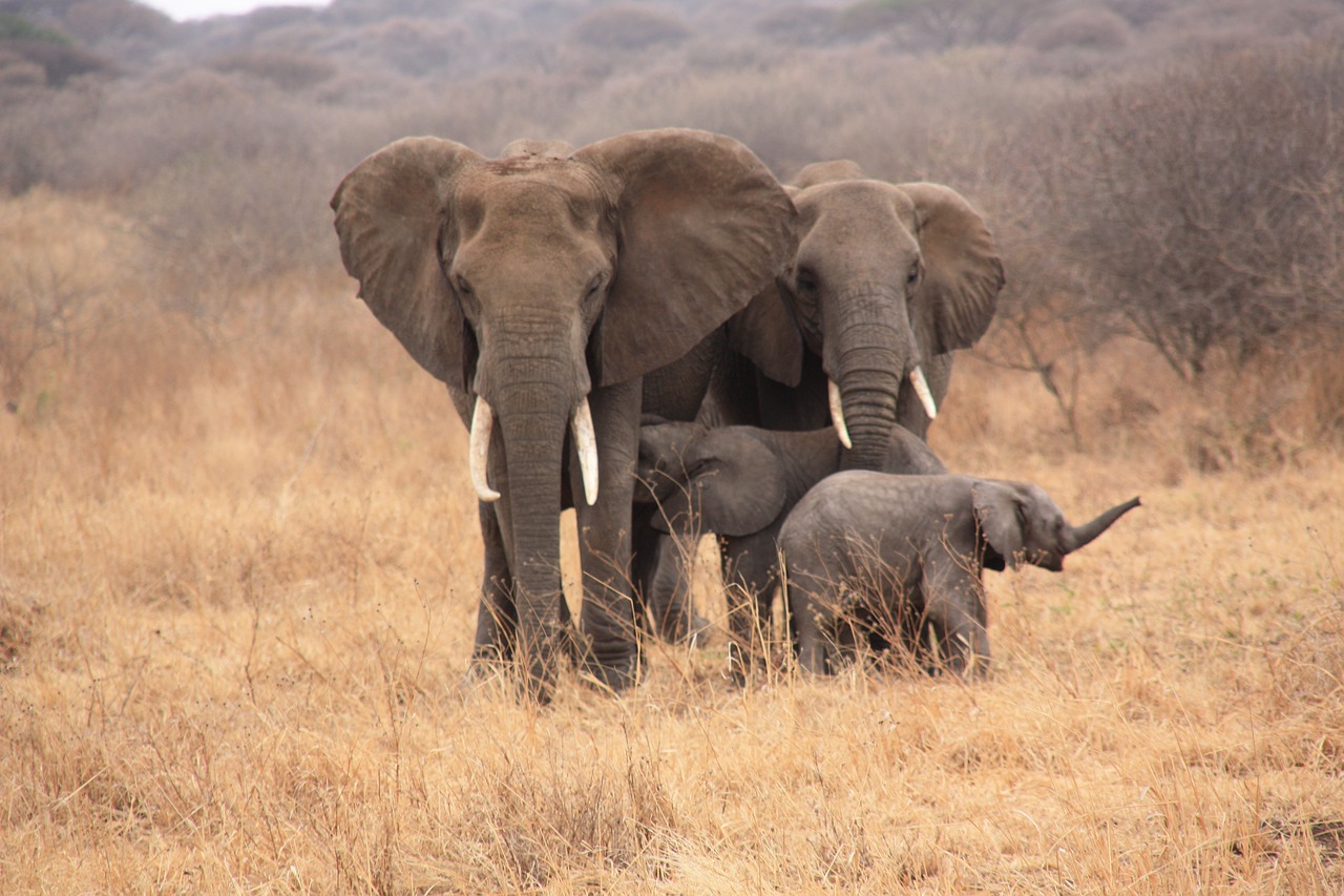 tanzania  animals  elephant free photo