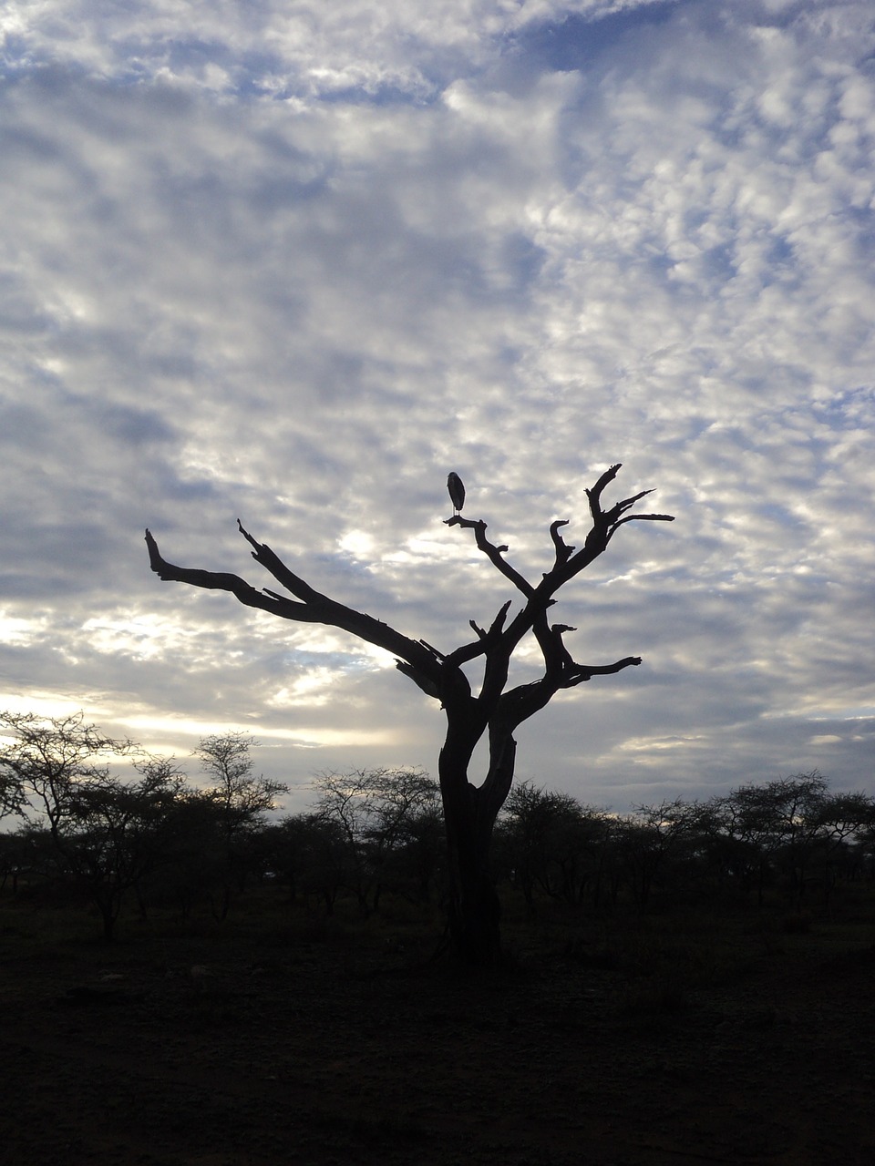 tanzania safari serengeti free photo