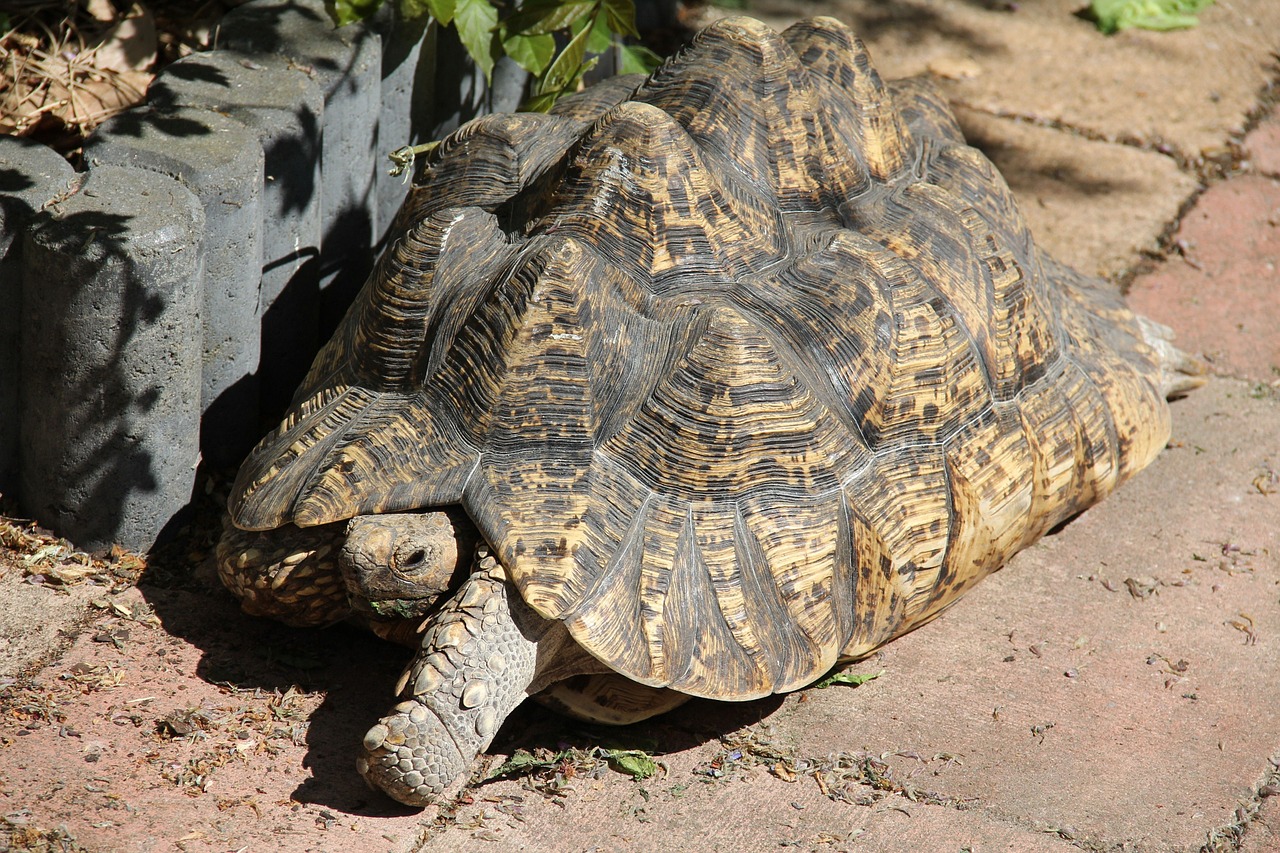 tanzanian leopard tortoise tropical land turtle african turtle free photo