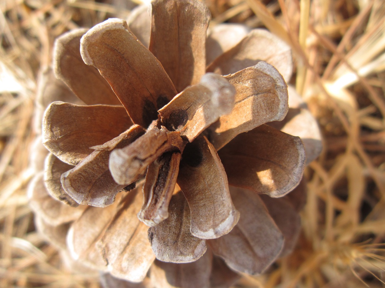 tap pine pine cones free photo