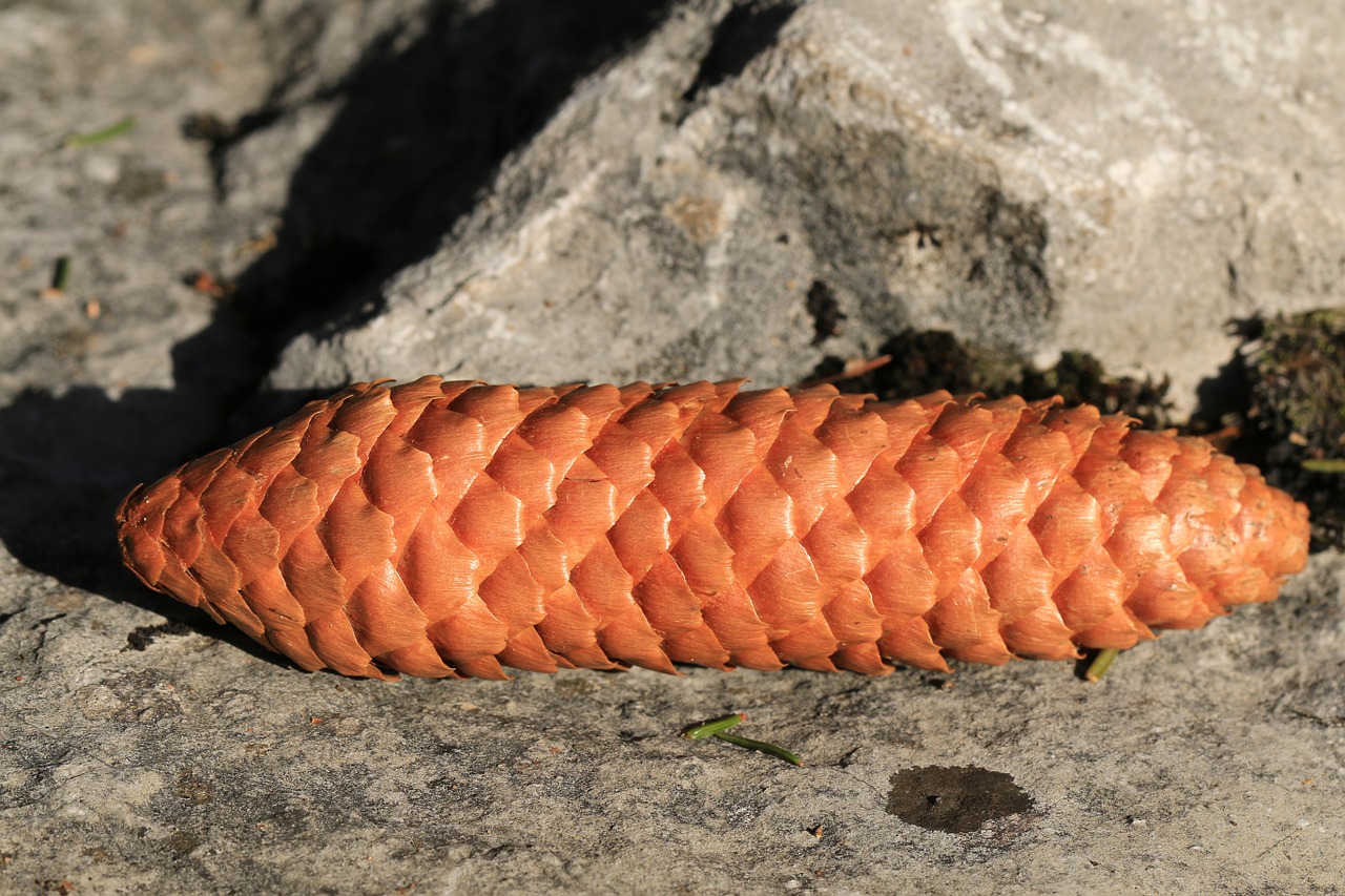 tap pine cones stone free photo