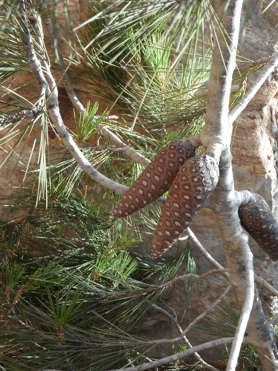 tap tree plant free photo