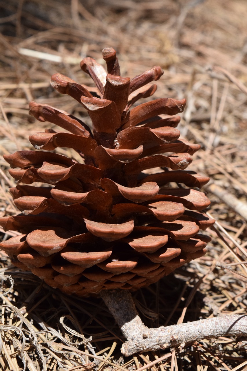 tap pine cones nature free photo