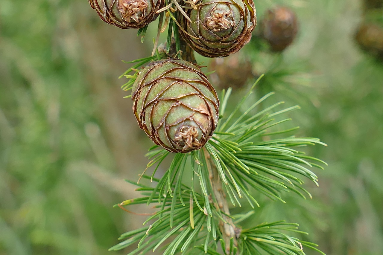 tap larch nature free photo