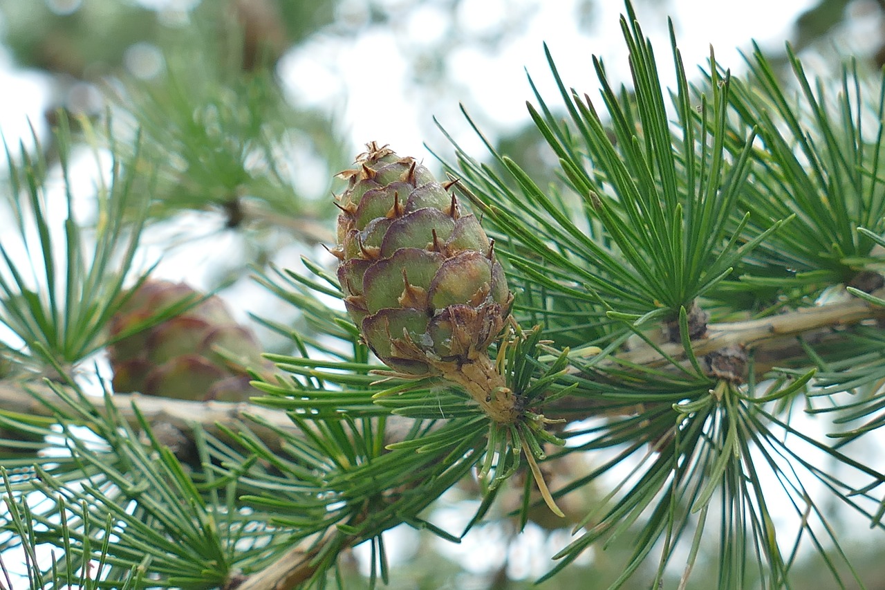 tap larch nature free photo