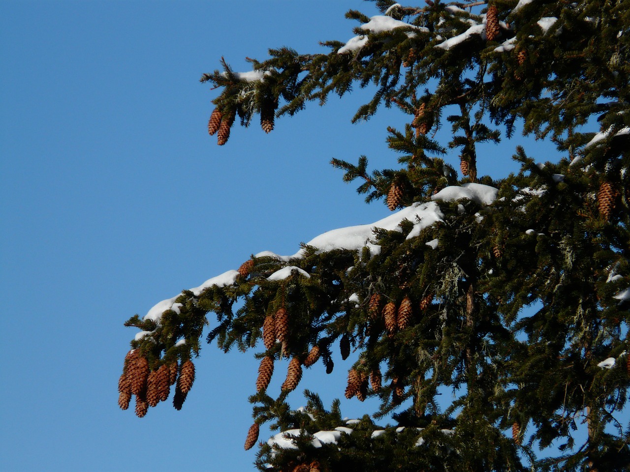 tap pine cones spruce free photo