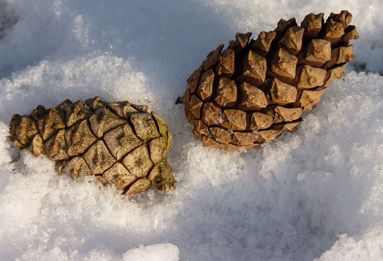 tap pine cones pine free photo