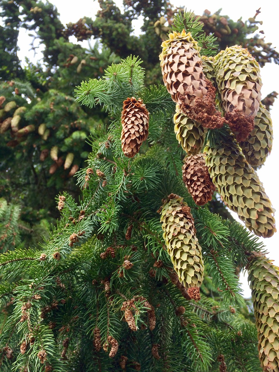 tap forest christmas tree free photo