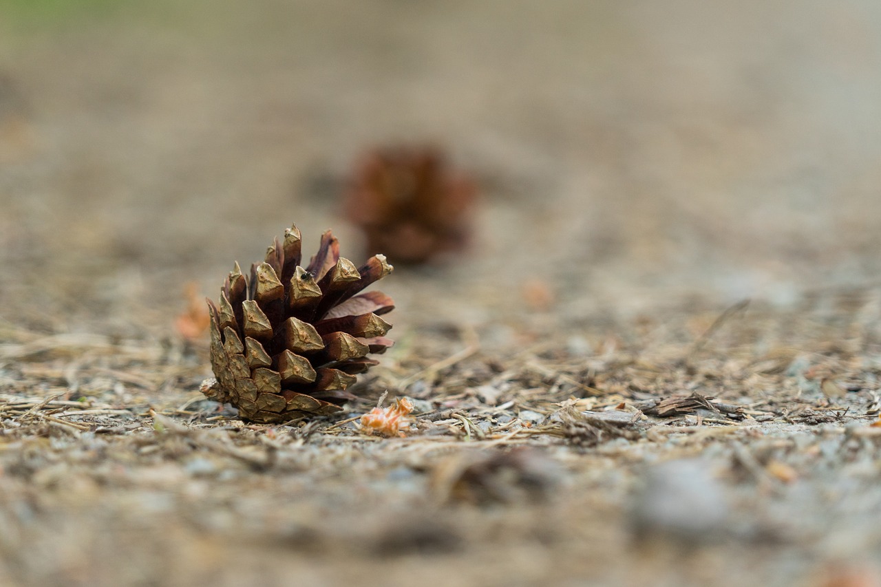 tap pine cones forest free photo