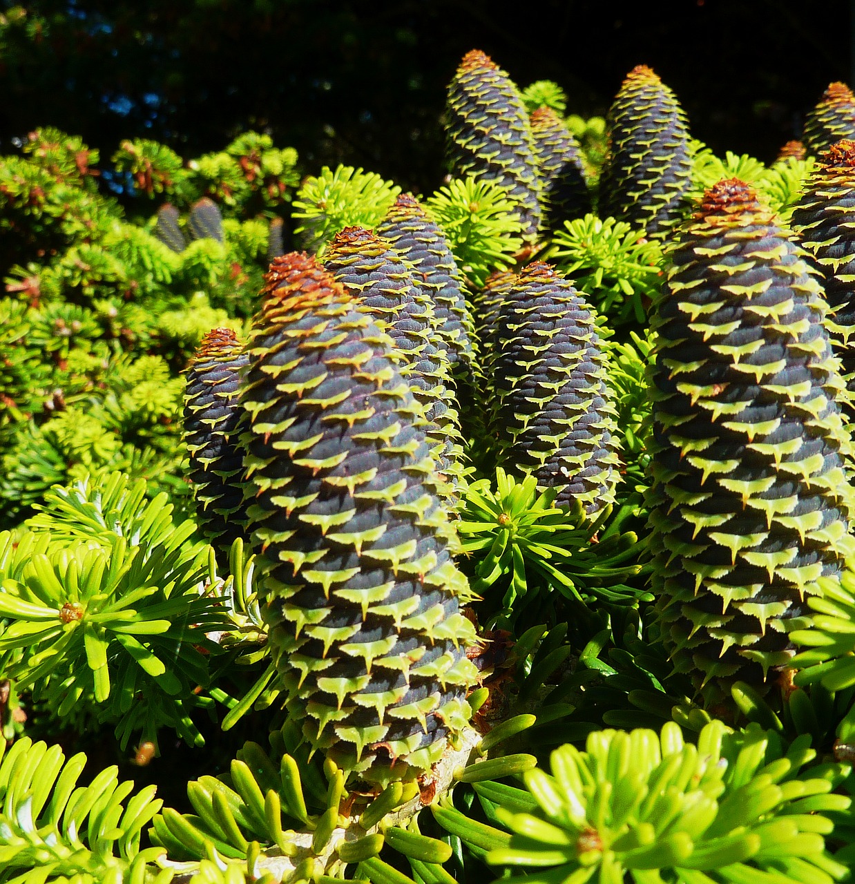 tap conifer conifers free photo