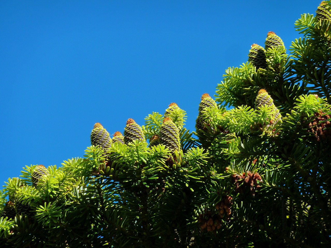 tap conifer conifers free photo