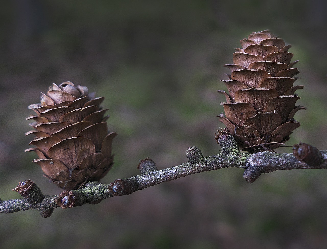 tap larch larch cones free photo