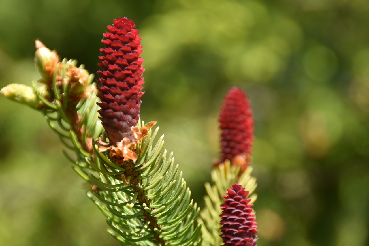 tap  pine cones  red free photo