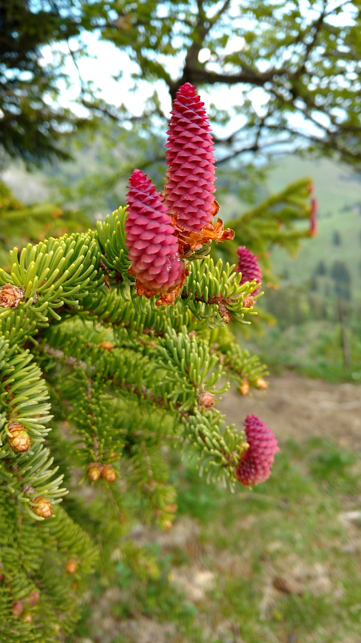 tap  tree  spruce free photo