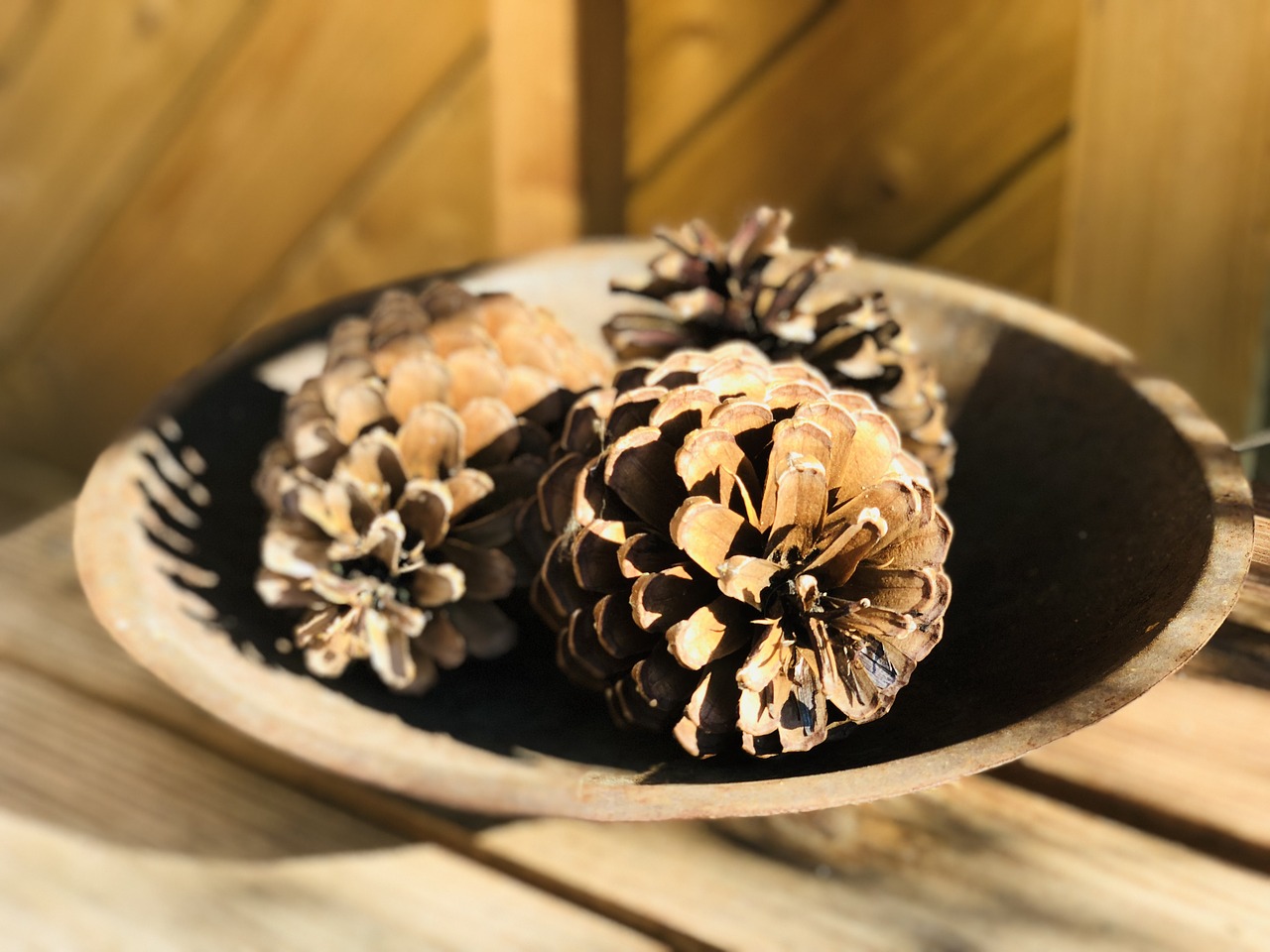 tap  decoration  pine cones free photo