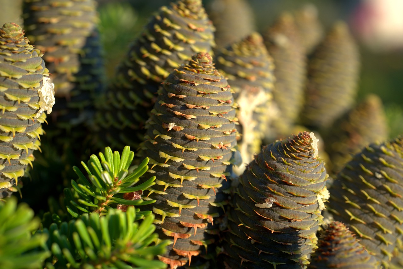 tap  pine cones  fir tree free photo