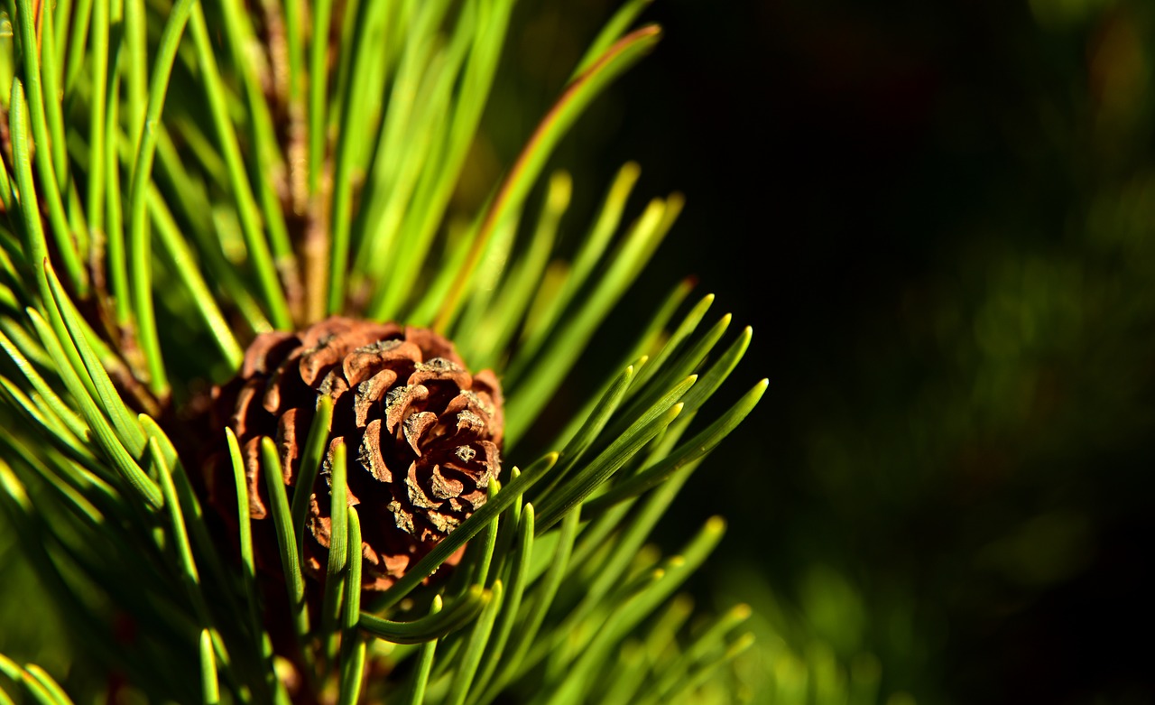tap  pine  nature free photo