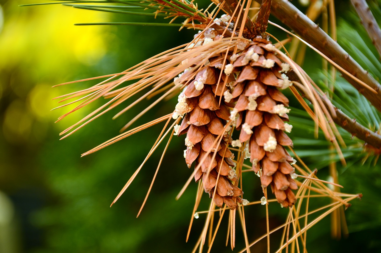 tap  pine cones  strobilus free photo