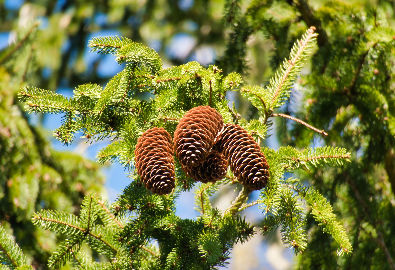 tap  pine cones  conifer free photo