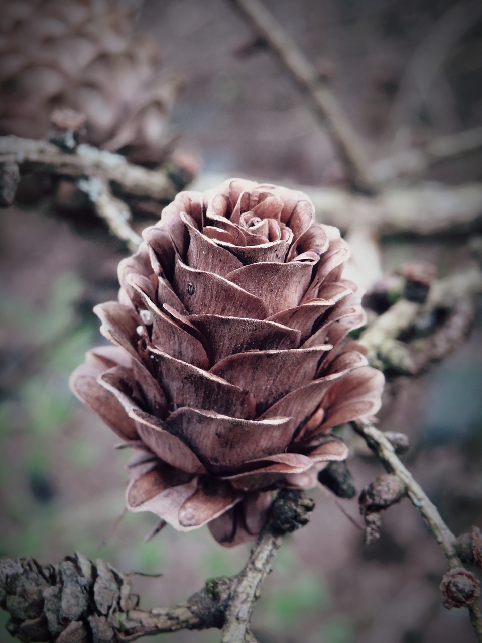 tap  larch cones  larch free photo