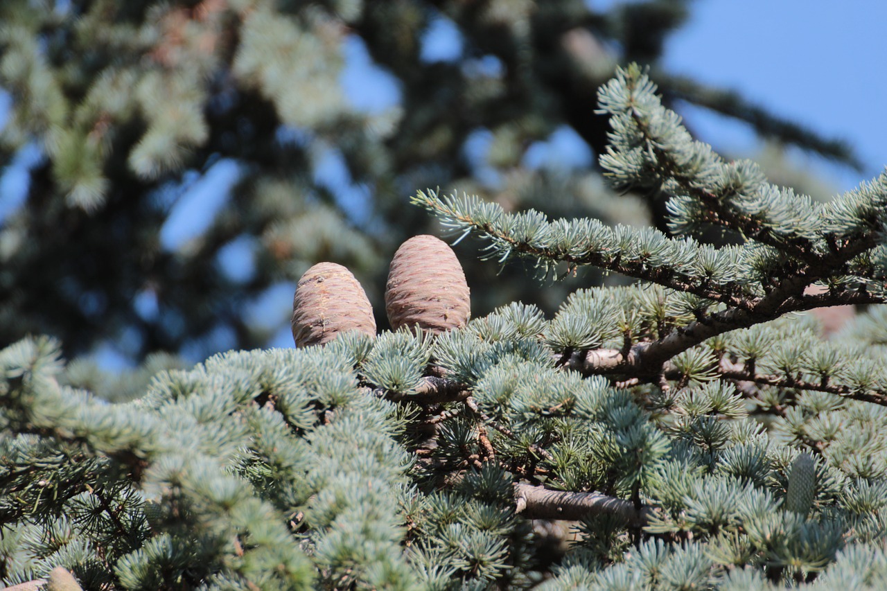 tap pine cones larch cones free photo